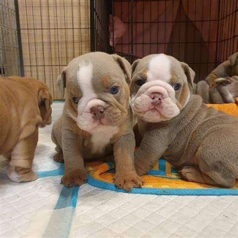 So if you find the perfect pup in another state, you can simply arrange to go to your nearest major airport to pick them up. . Bulldog for sale